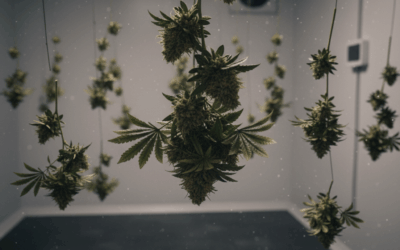 Die perfekte Cannabis-Ernte: Wissen, Tipps und Produkte für maximalen Erfolg